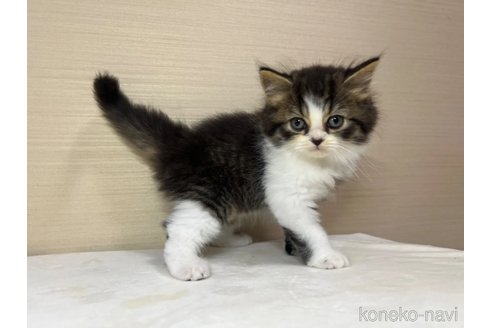 成約済の茨城県のスコティッシュフォールド-90710の2枚目